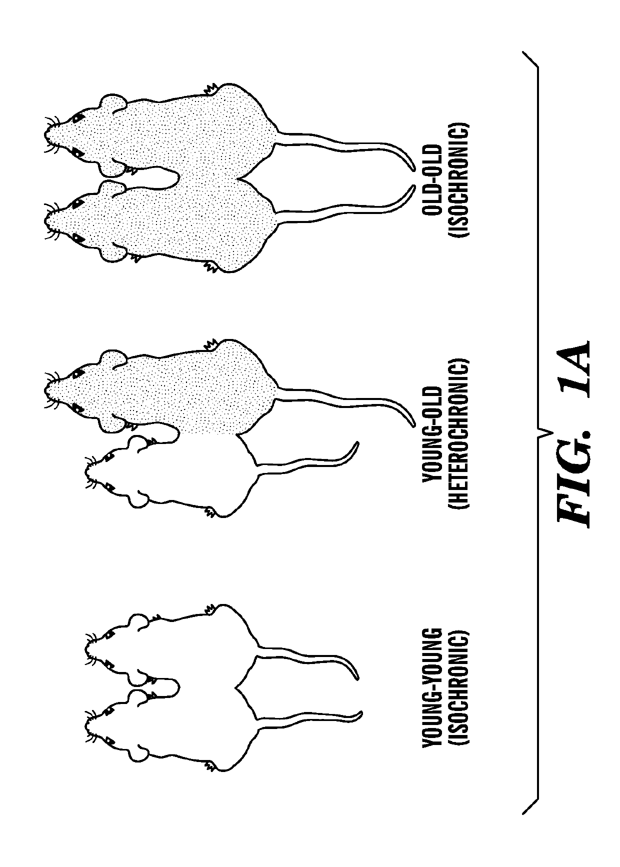 Ccr3 modulation in the treatment of aging-associated impairments, and compositions for practicing the same