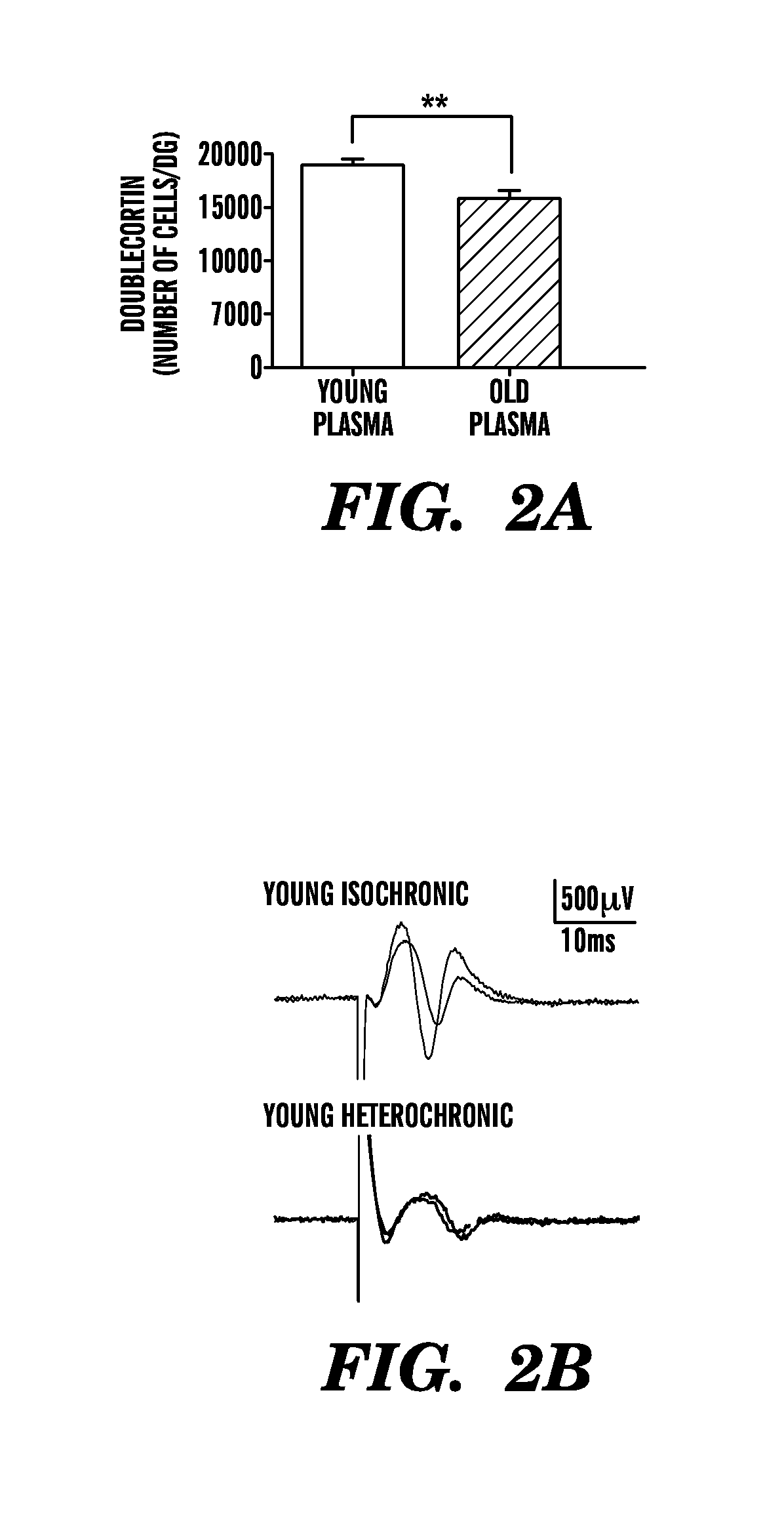 Ccr3 modulation in the treatment of aging-associated impairments, and compositions for practicing the same