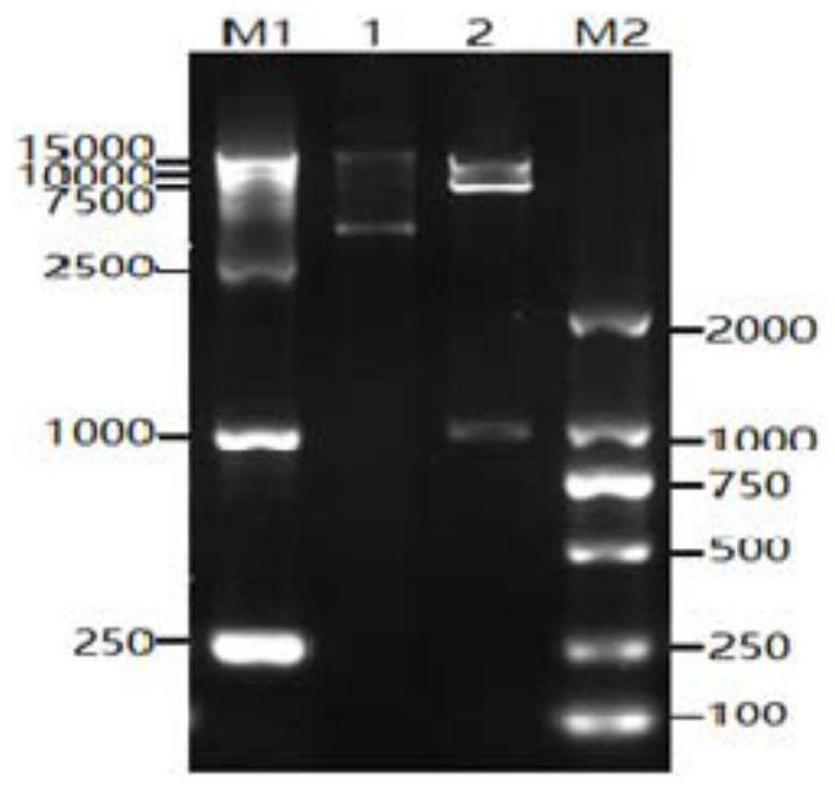 Clostridium perfringens beta toxin mutant protein and its preparation method, application and vaccine