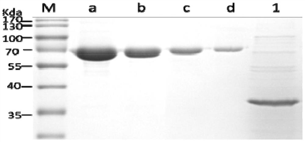 Clostridium perfringens beta toxin mutant protein and its preparation method, application and vaccine