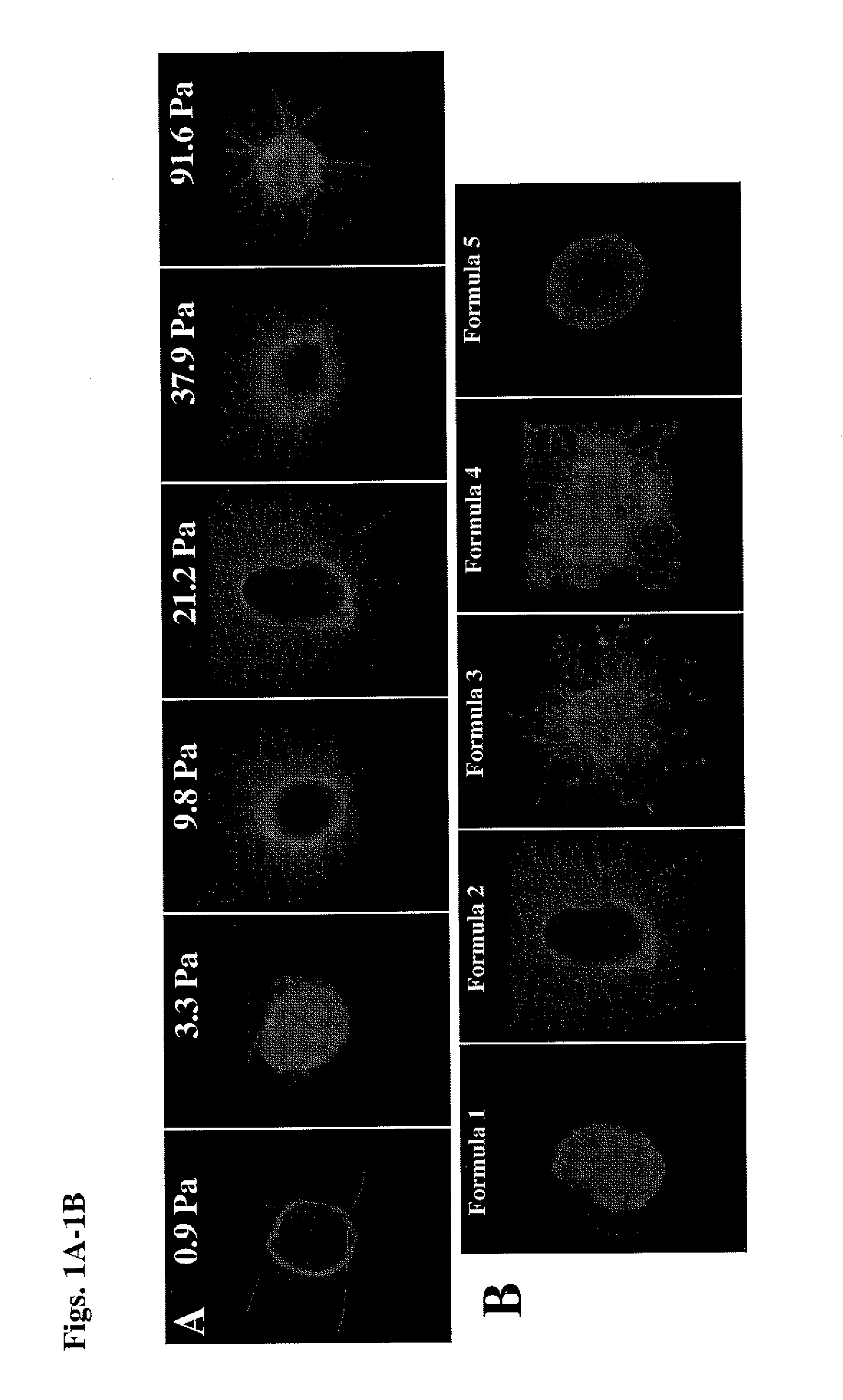 Methods for Promoting the Revascularization and Reenervation of CNS Lesions