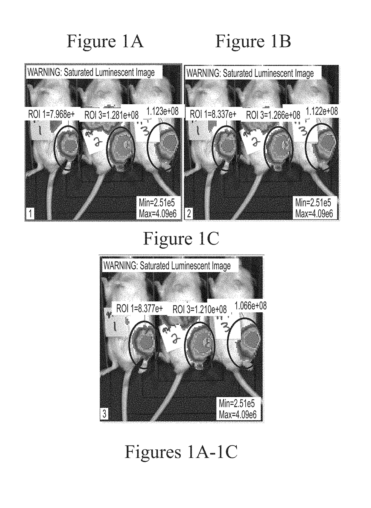 Messenger RNA therapy for treatment of articular disease