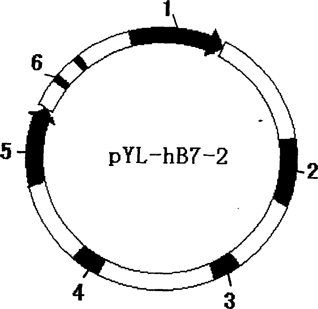 Recombinant human co-stimulatory molecule bacilli-calmette-guerin strain and process for making same