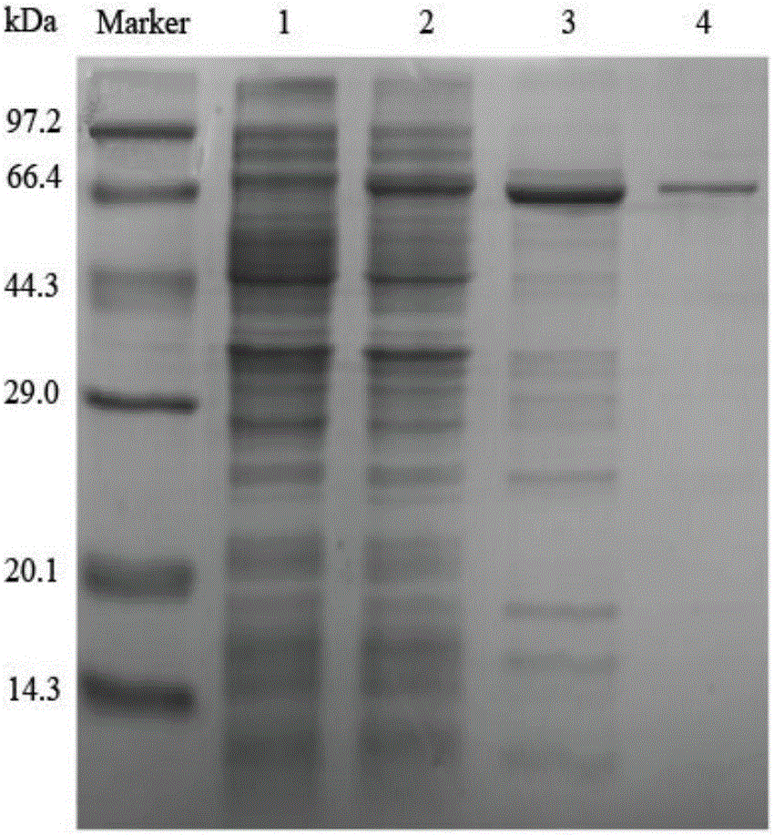 Construction method of dual-enzyme co-expression strains for producing [alpha]-ketoglutarate