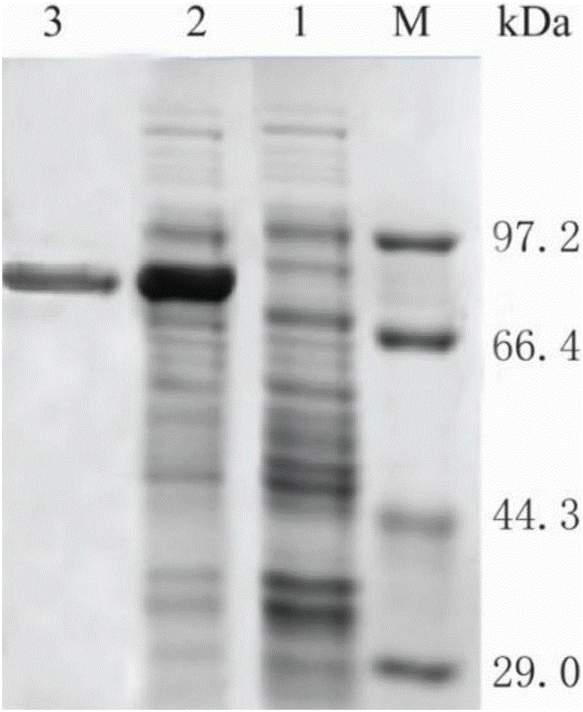 Construction method of dual-enzyme co-expression strains for producing [alpha]-ketoglutarate