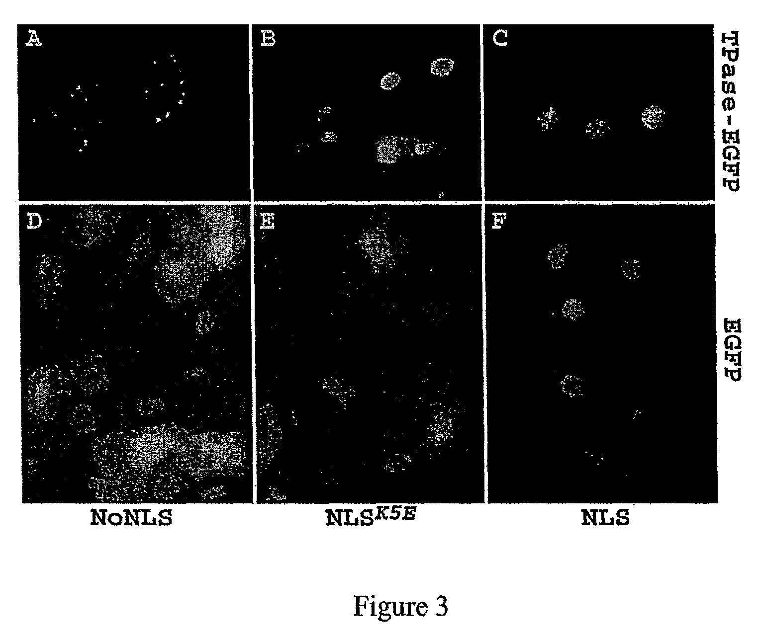 Transposition of maize AC/DS elements in vertebrates