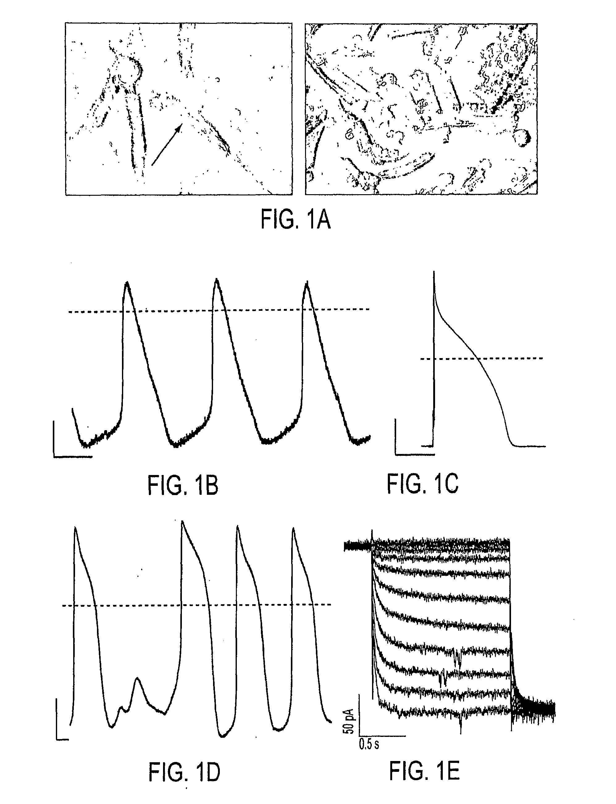 Biologically excitable cells