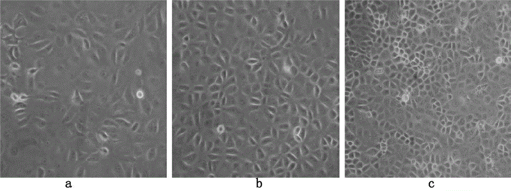 Method for producing propagation and respiratory tract syndrome CH-1R strain viruses for pigs by seroculturing Marc-145 cells