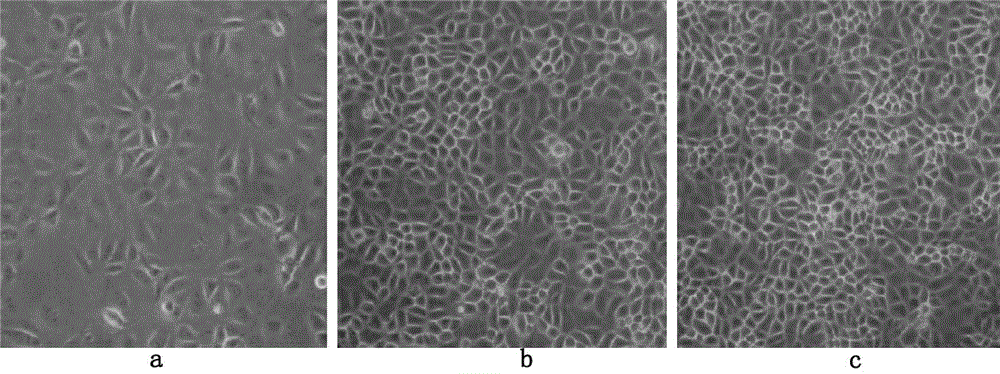 Method for producing propagation and respiratory tract syndrome CH-1R strain viruses for pigs by seroculturing Marc-145 cells