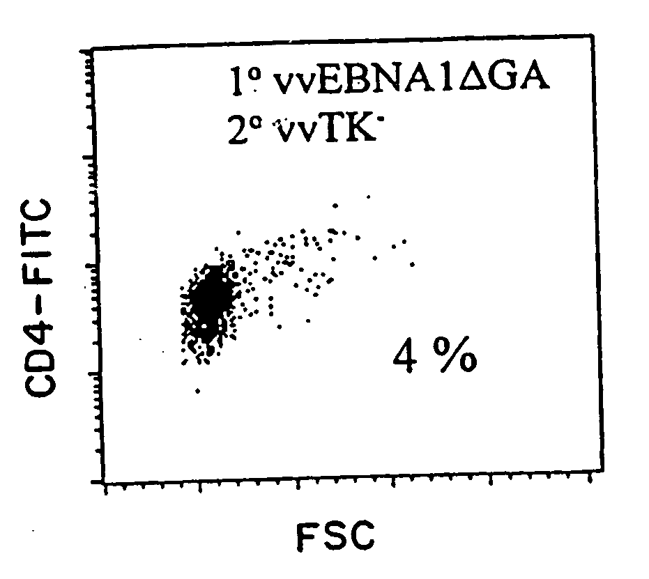 Protective antigen of epstein barr virus