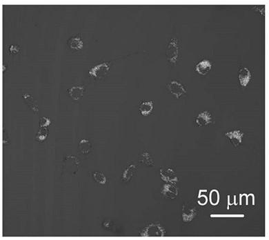 Preparation and application of a two-photon fluoride ion fluorescent probe compound