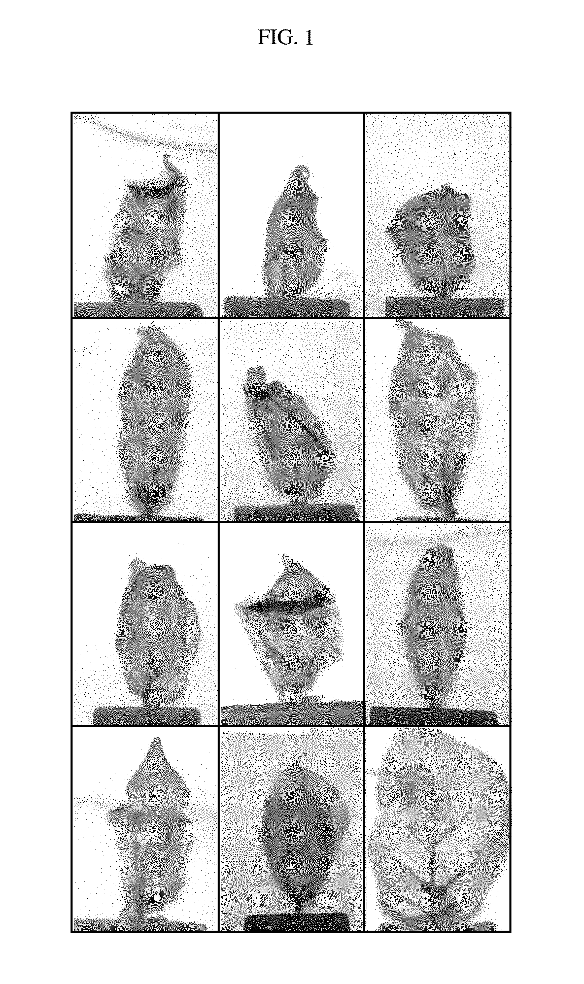 Phytophthora resistant plants belonging to the solanaceae family