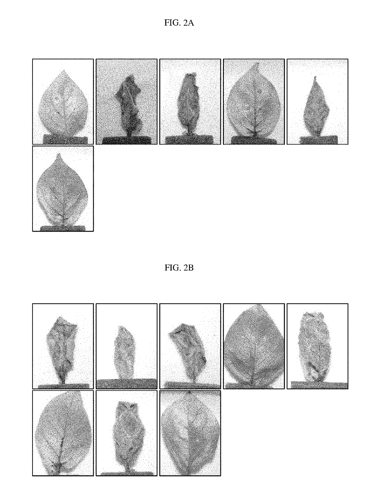 Phytophthora resistant plants belonging to the solanaceae family