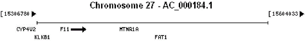 Method and primer for detecting hereditary blood coagulation factor XI(F11) genes