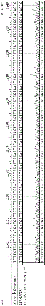 Method and primer for detecting hereditary blood coagulation factor XI(F11) genes