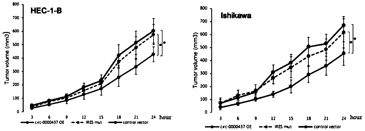 Micropeptide and medicament for treating cancer