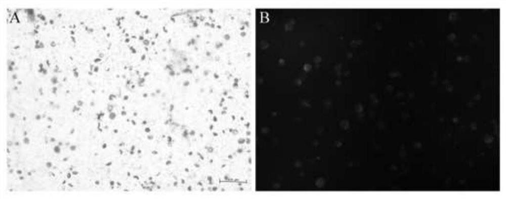 Hydrangea macrophylla protoplast preparation and transient transformation method