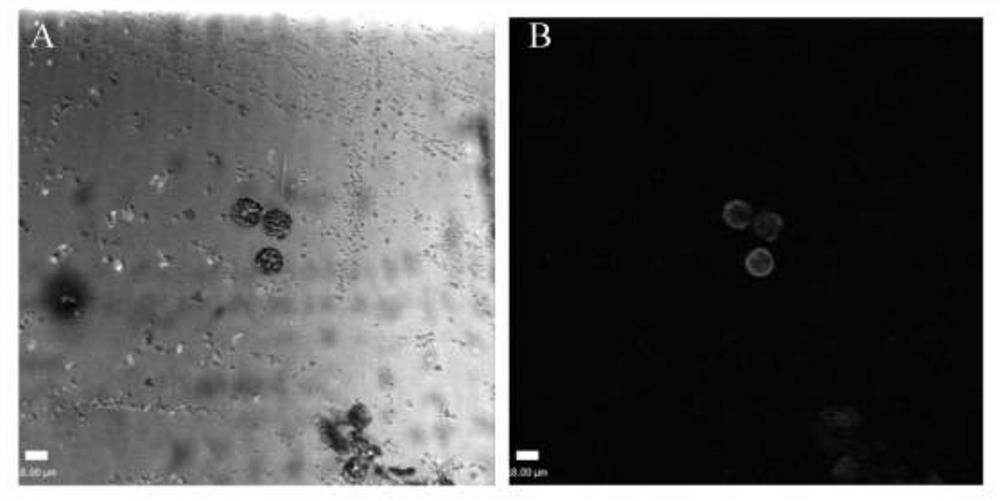 Hydrangea macrophylla protoplast preparation and transient transformation method