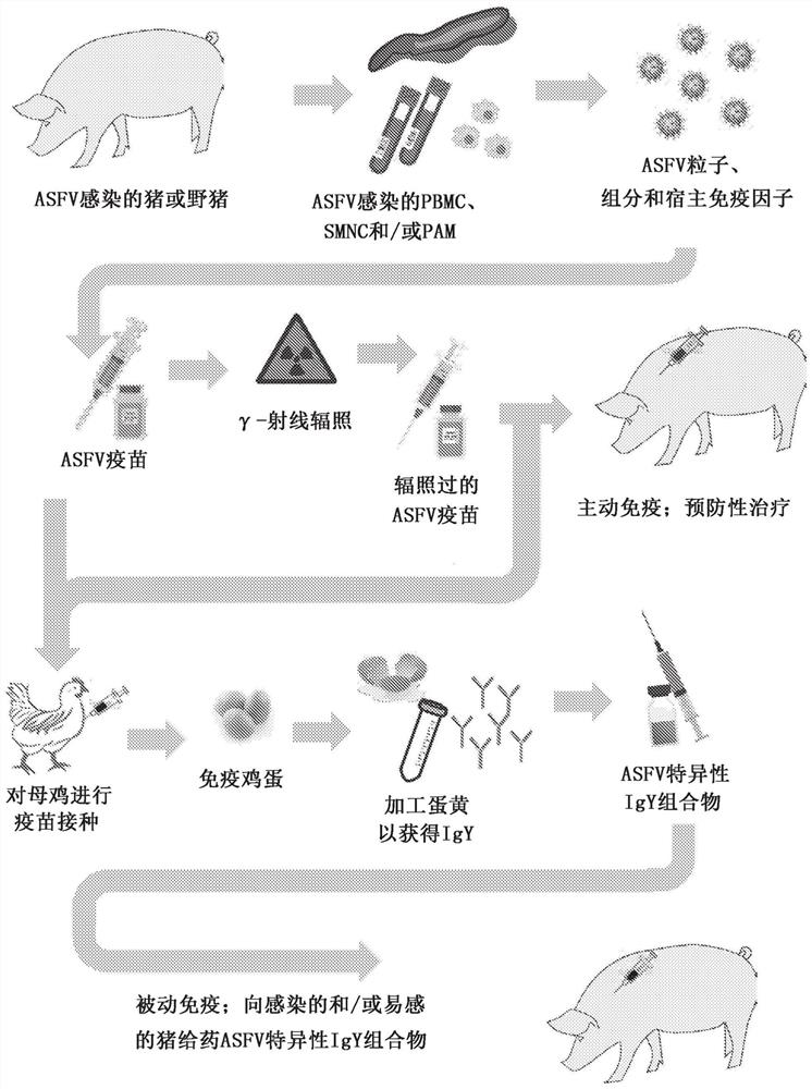 Vaccines and immunoglobulins targeting African swine fever virus and methods of making and using same