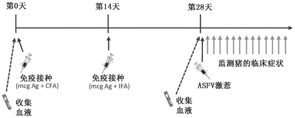 Vaccines and immunoglobulins targeting African swine fever virus and methods of making and using same