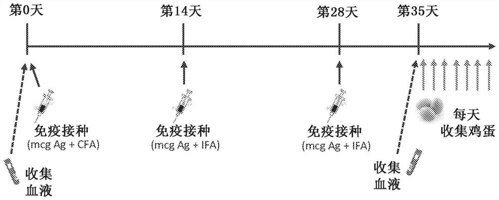 Vaccines and immunoglobulins targeting African swine fever virus and methods of making and using same