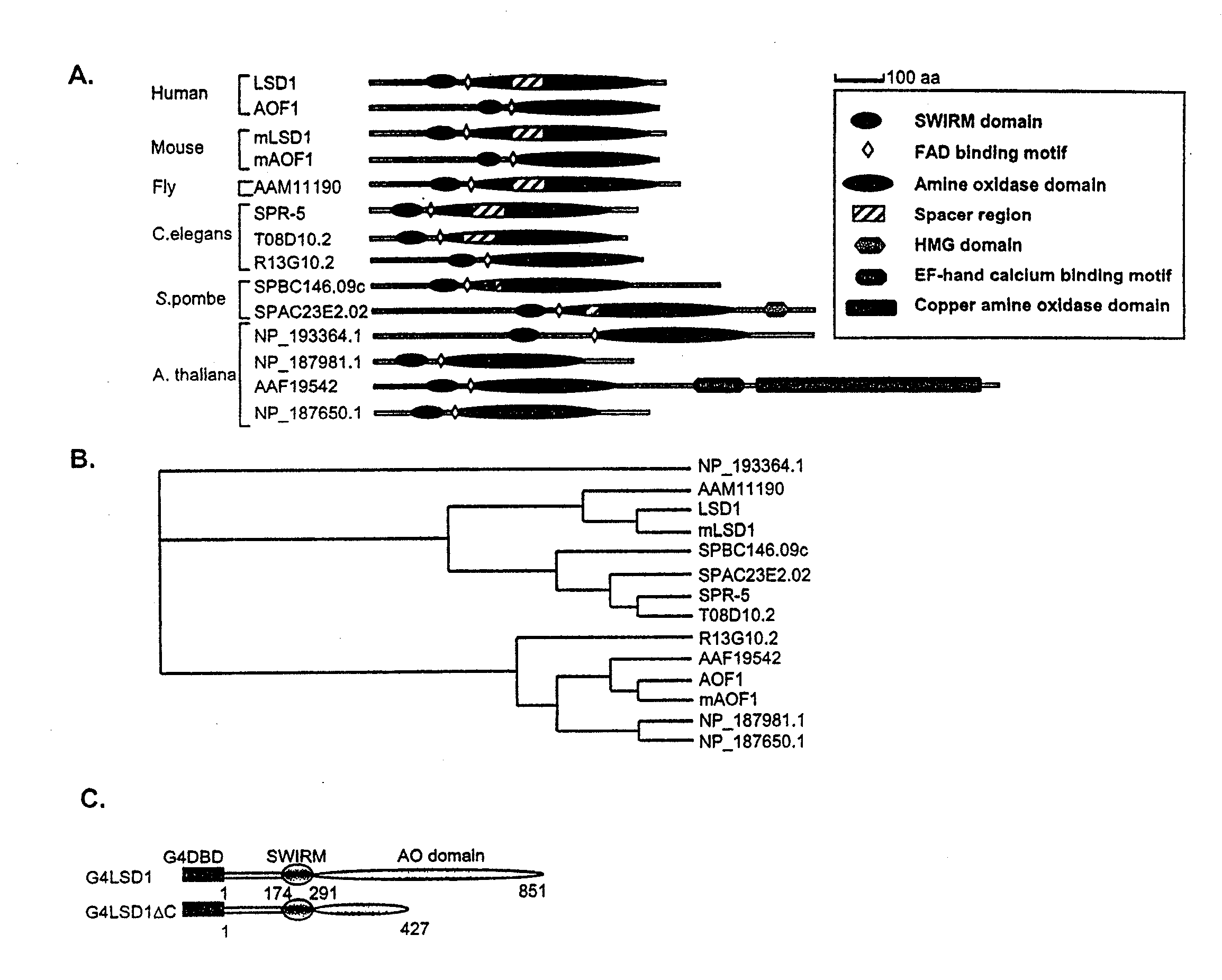 Histone Demethylation Mediated by the Nuclear Amine Oxidase Homolog LSD1