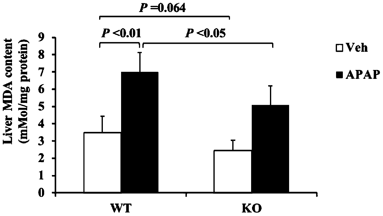 Application of mPGES-2 as target in treatment or prevention of drug-induced acute liver injury