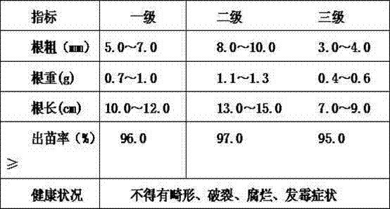 Method for cultivating angelica sinensis seedlings