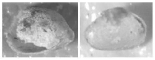 A Nondestructive Separation Method for Microfossils