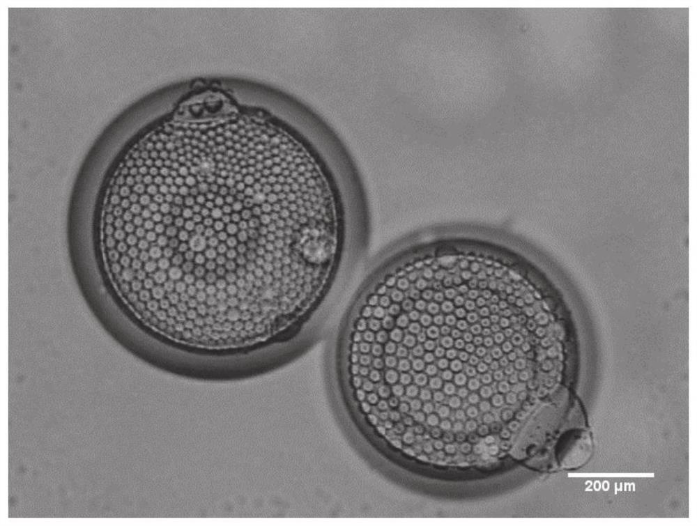 An experimental preparation device and method for frustum-shaped porous pegda microparticles