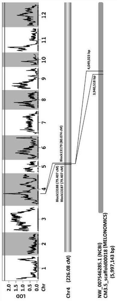 Two Molecular Markers Developed Based on the Linkage Genes of Resistance to Dwarf Blight and Their Applications