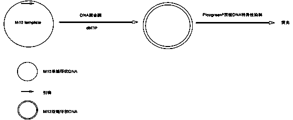 Measuring method of activity of T4 DNA polymerase