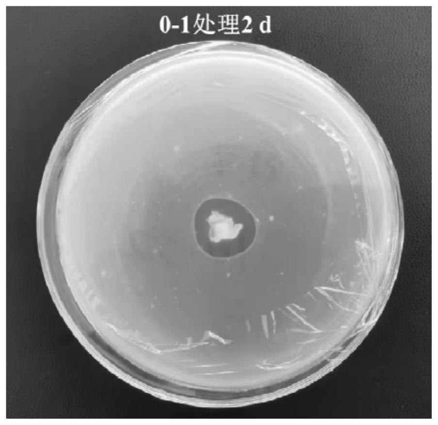 Trichoderma citrinoviride and application thereof in degradation of fish protein