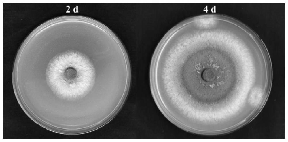 Trichoderma citrinoviride and application thereof in degradation of fish protein