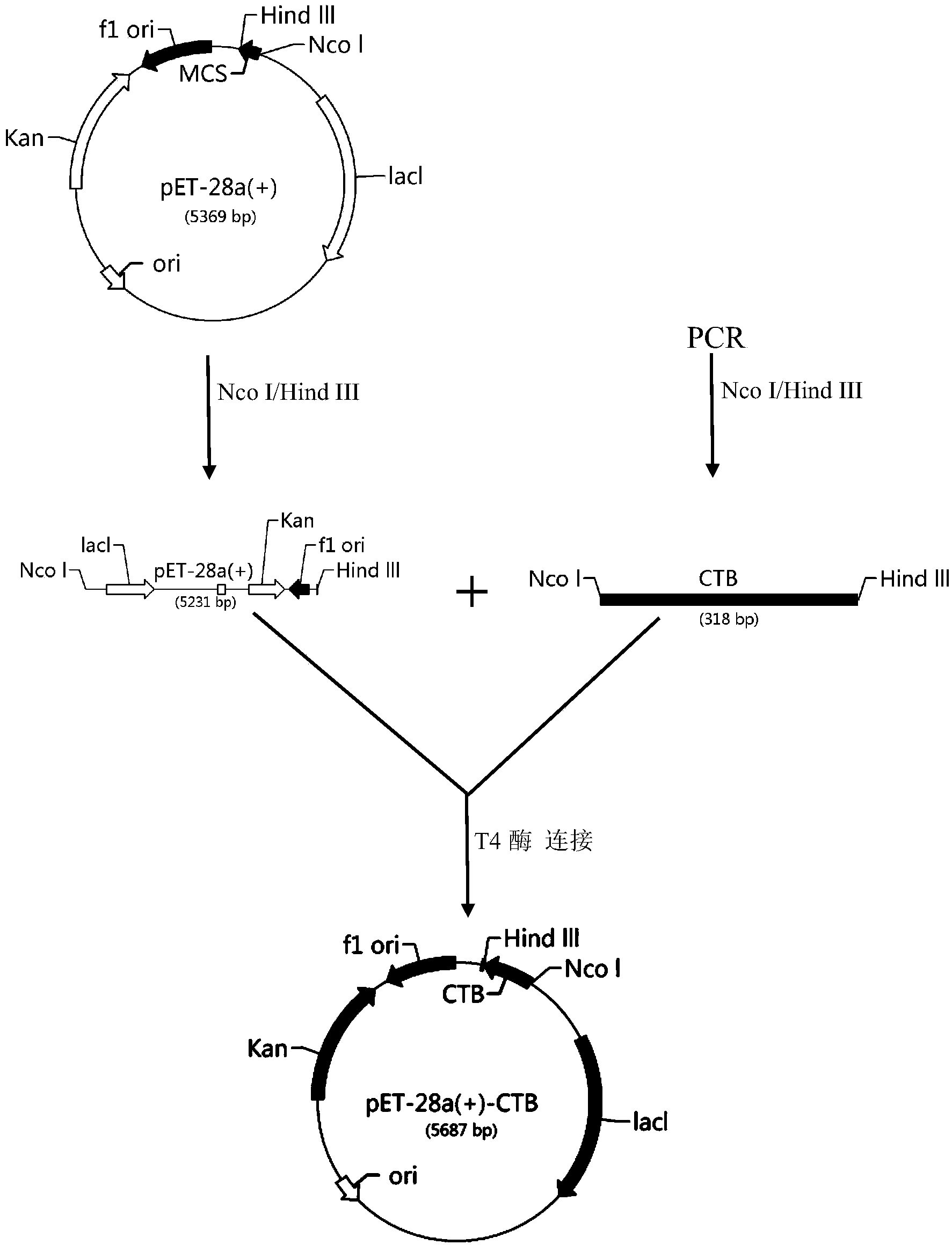 Multimeric protein having effect of brain targeting, and preparation method and usage thereof