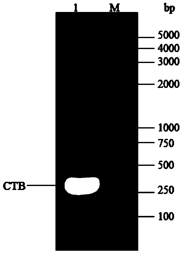 Multimeric protein having effect of brain targeting, and preparation method and usage thereof