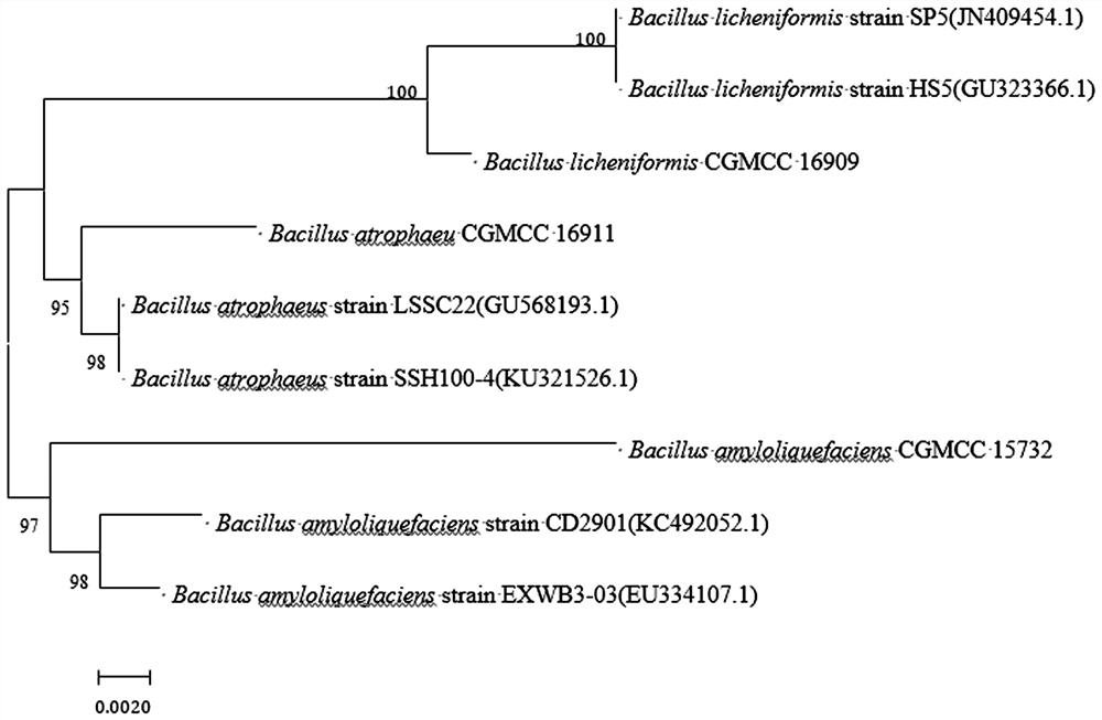 A fresh-cut fruit and vegetable preservative compounded by the bacteriostatic substances produced by Bacillus licheniformis, Bacillus atrophicus and Bacillus amyloliquefaciens