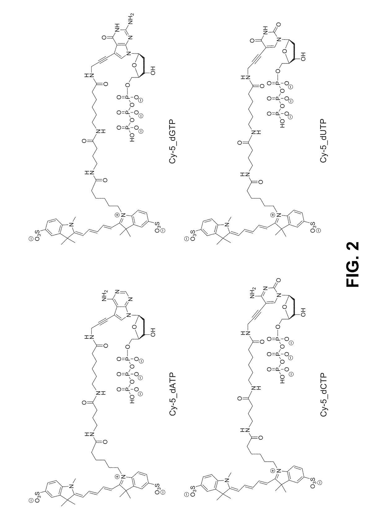 Process for cognate nucleotide detection in a nucleic acid sequencing workflow