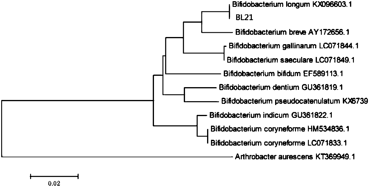 Heat-resisting type bifidobacterium longum, screening method thereof and preparation method for bacterial powder