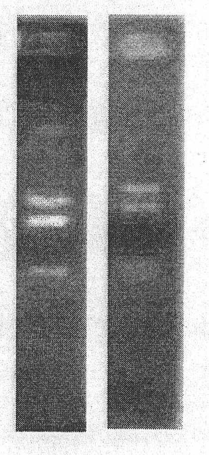 Uranium-related gene segments of pokeweed and acquiring method and application