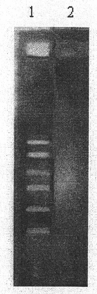 Uranium-related gene segments of pokeweed and acquiring method and application