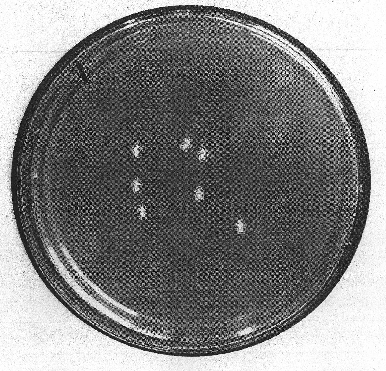 Uranium-related gene segments of pokeweed and acquiring method and application