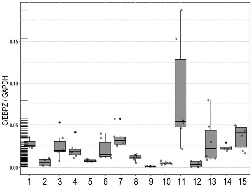 Transcription factor C/EBPZ for regulating adipocyte formation and application thereof