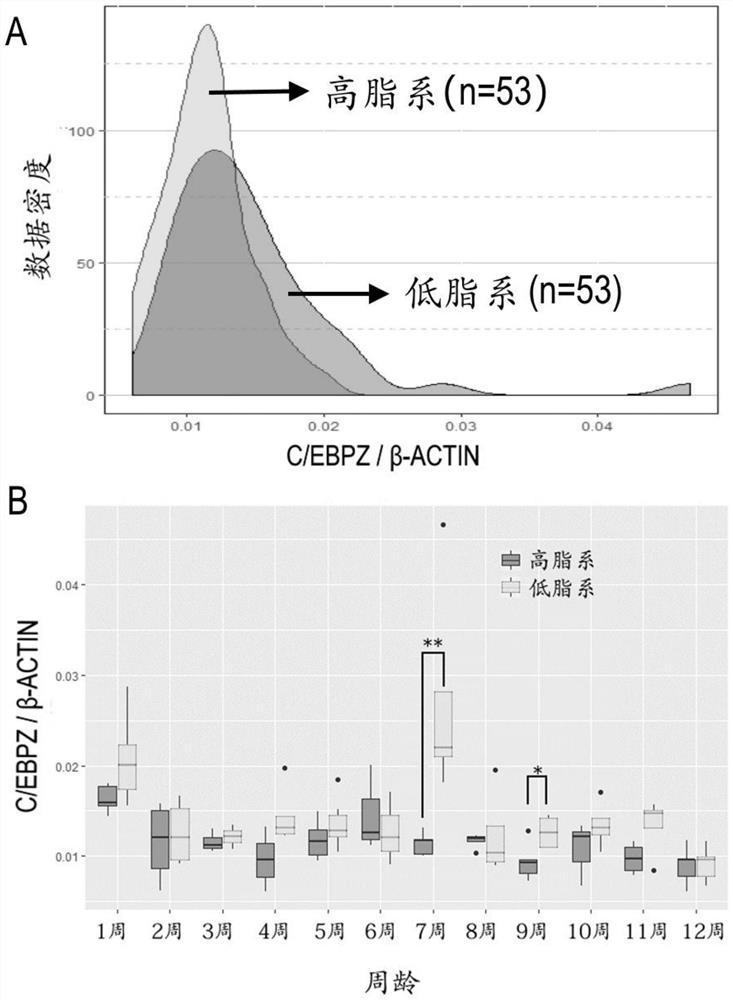 Transcription factor C/EBPZ for regulating adipocyte formation and application thereof