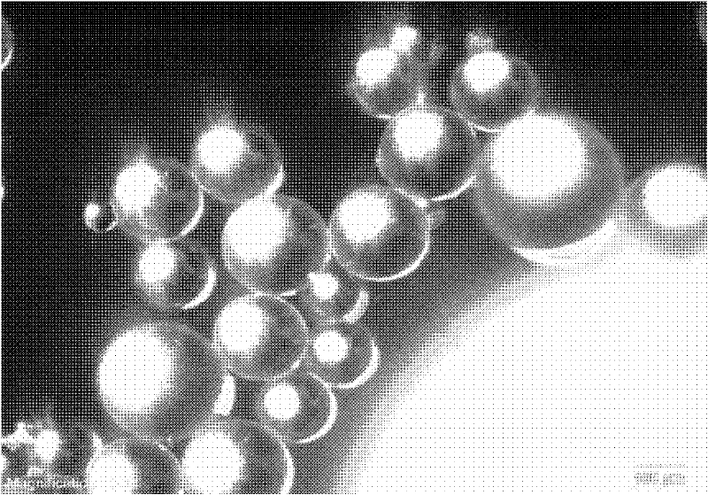 Filtrate reducer for oil well cement and preparation method thereof