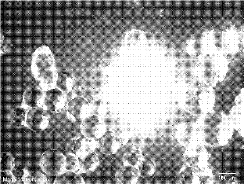 Filtrate reducer for oil well cement and preparation method thereof