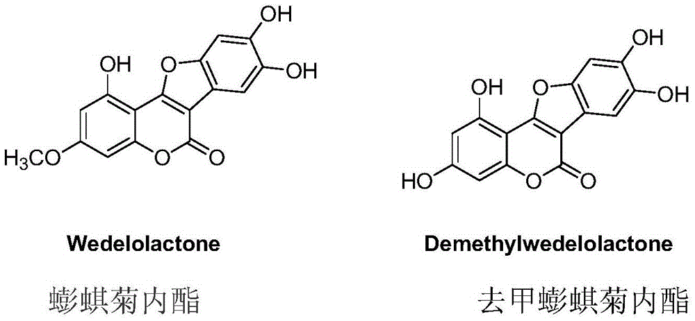 A preparation method for extracting wedelia lactone monomer compound from Eclipta chinensis