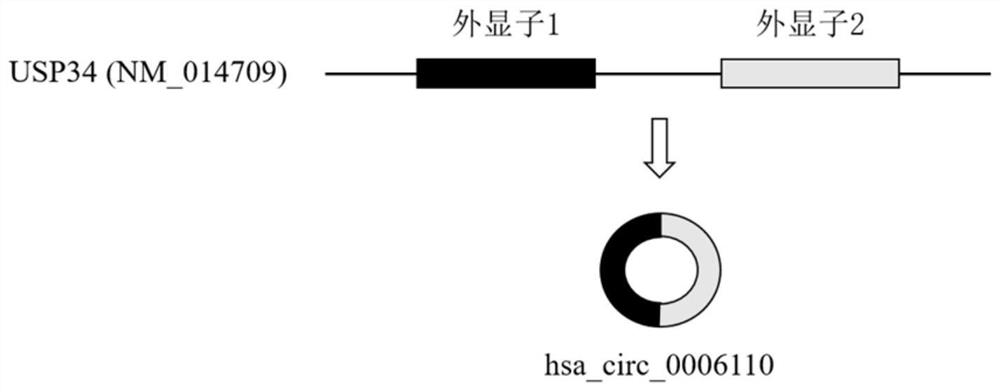 A diagnostic biomarker for colorectal cancer and its application