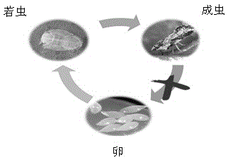 Method for preventing citrus tristeza virus of fruit bearing production type citrus trees