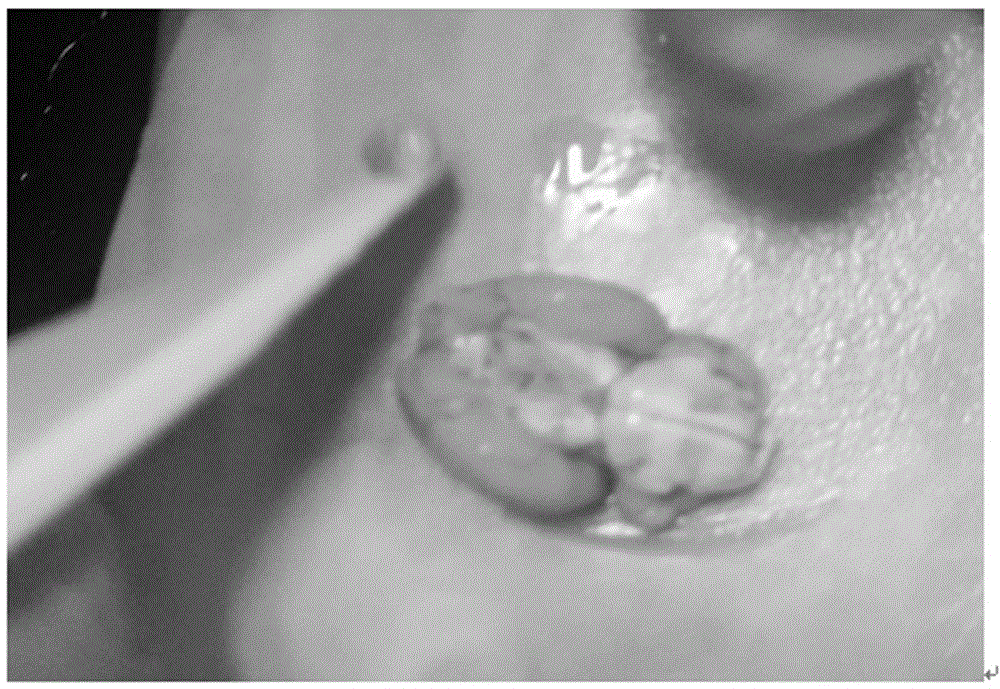 Method for screening crude delta sleep-inducing peptide extract from milk source in virtue of patch clamp technique